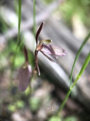 Cyrtostylis reniformis