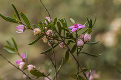 Boronia glabra