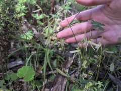 Cyrtostylis reniformis