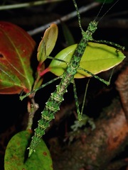Rhamphosipyloidea
