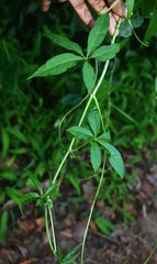 Cissus elongata