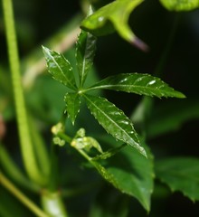 Cissus elongata