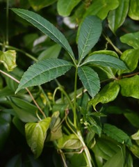 Cissus elongata