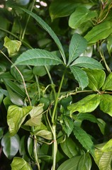 Cissus elongata