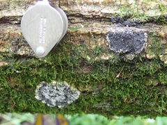 Ruzenia spermoides
