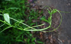 Cissus elongata
