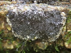 Ruzenia spermoides