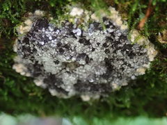 Ruzenia spermoides