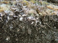 Ruzenia spermoides