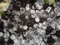 Ruzenia spermoides