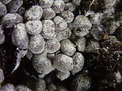 Ruzenia spermoides