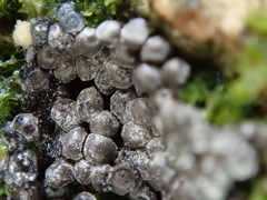 Ruzenia spermoides