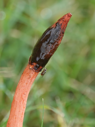 Wrinkly Stinkhorn