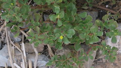 Portulaca oleracea