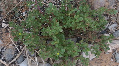 Portulaca oleracea