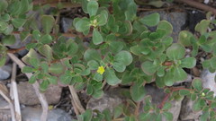 Portulaca oleracea
