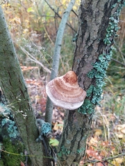 Phellinopsis conchata