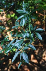 Cissus elongata