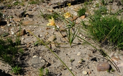 Moraea comptonii
