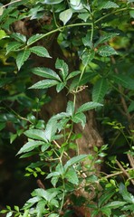 Cissus elongata