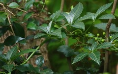 Cissus elongata