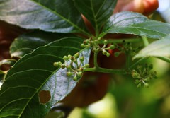 Cissus elongata