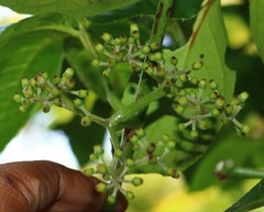 Cissus elongata