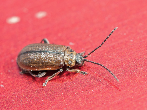 Heather Beetle, photo 4 of 9