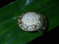 Trochomorphidae