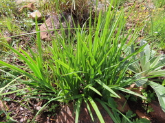 Chlorophytum graminifolium