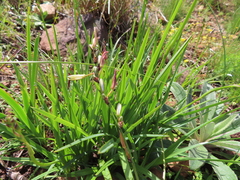 Chlorophytum graminifolium