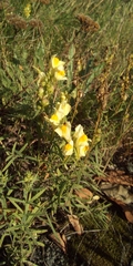 Linaria vulgaris