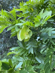 Gonopterodendron arboreum
