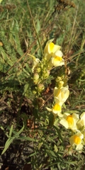 Linaria vulgaris