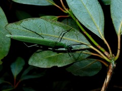 Paranecroscia