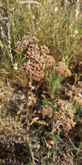 Achillea millefolium