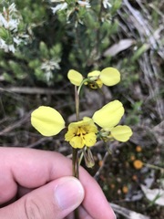 Diuris pardina × chryseopsis