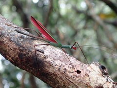 Paranecroscia