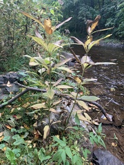 Lysimachia vulgaris