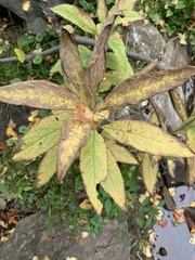 Lysimachia vulgaris