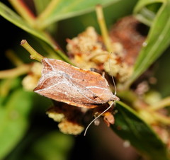 Arachnographa micrastrella