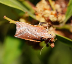 Arachnographa micrastrella