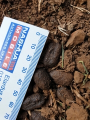 Thryonomys swinderianus