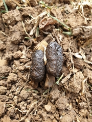 Thryonomys swinderianus