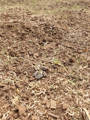 Thryonomys swinderianus