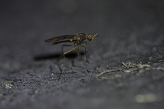 Sylvicola neozelandicus