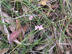 Cyanothamnus polygalifolius