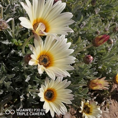 Arctotis stoechadifolia