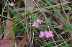 Cyanothamnus polygalifolius