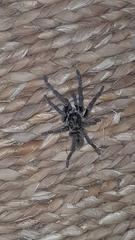 Ceratogyrus dolichocephalus